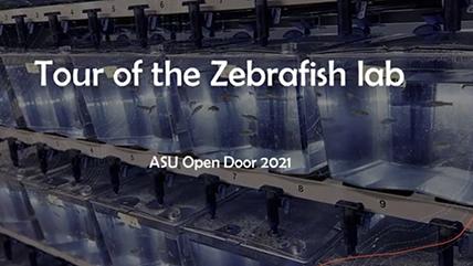 Tour zebrafish